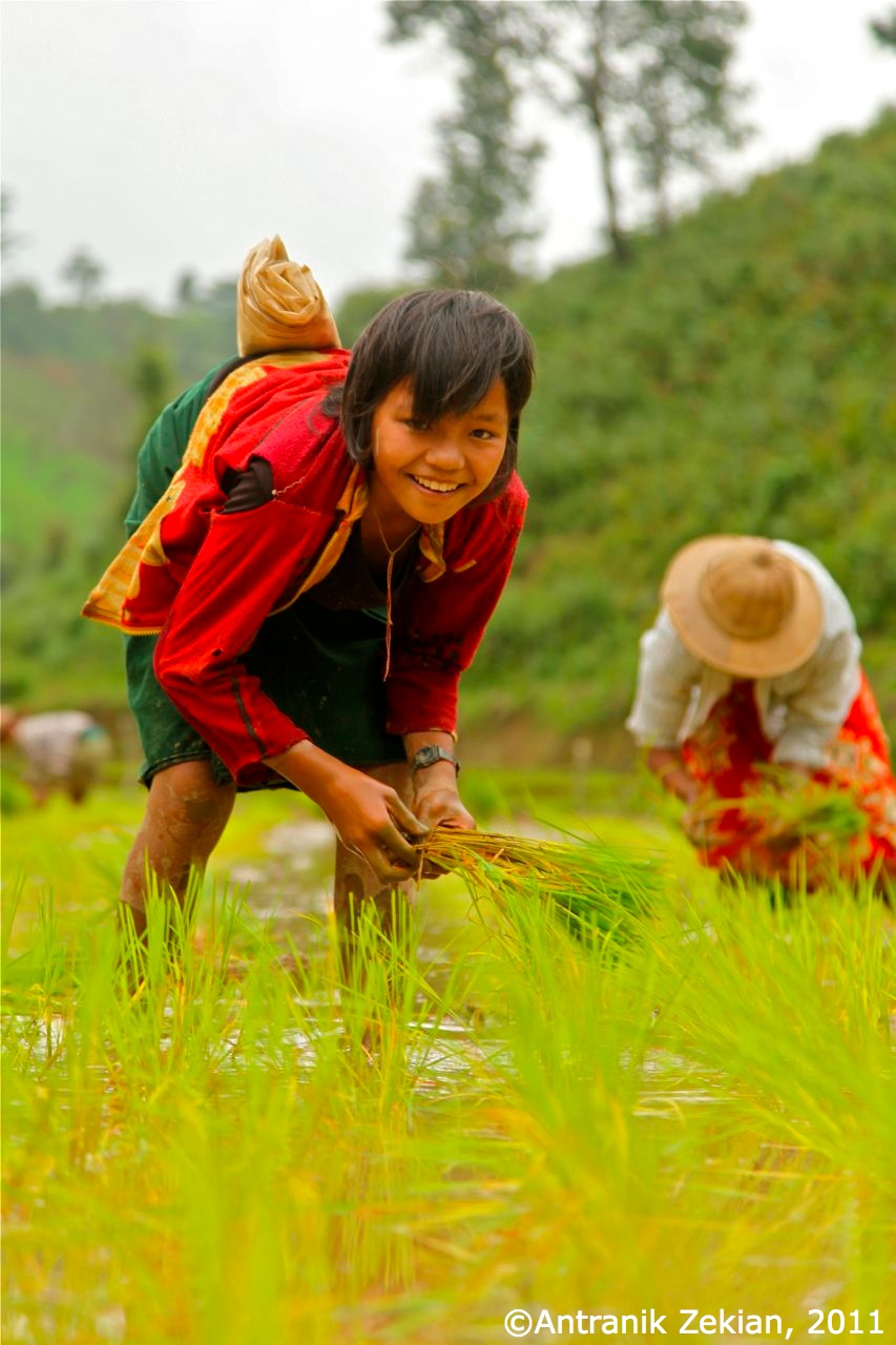 Rice field – Myanmar