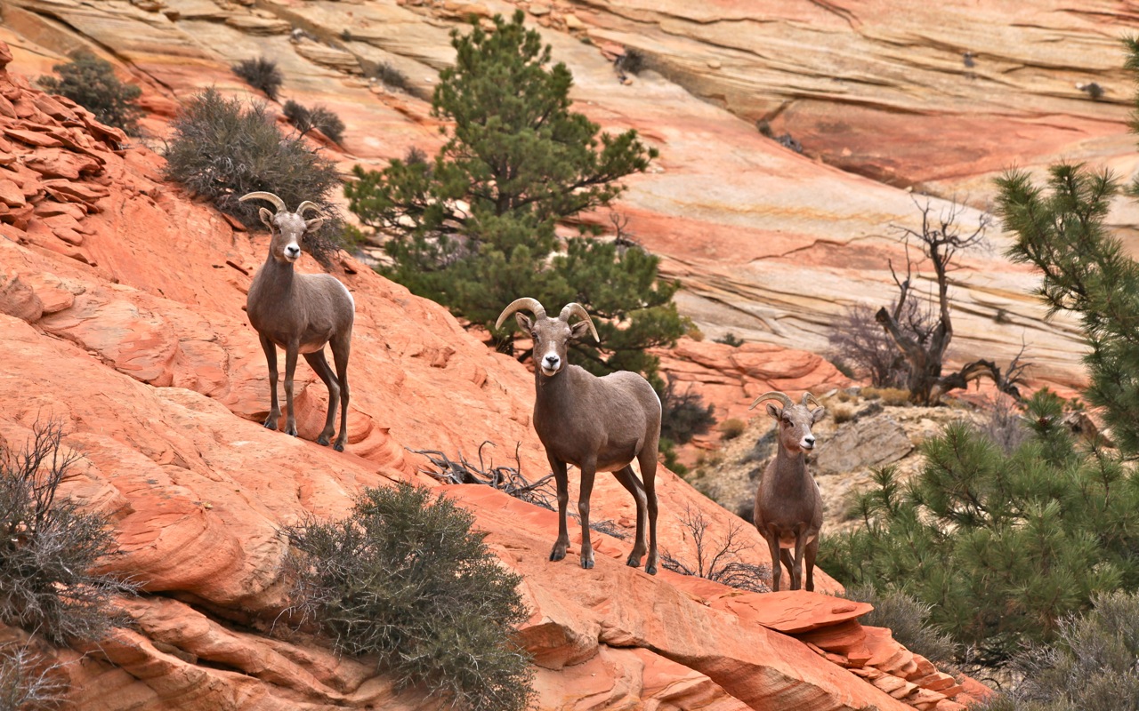 Horned Animals… – Zion National Park, Utah, USA